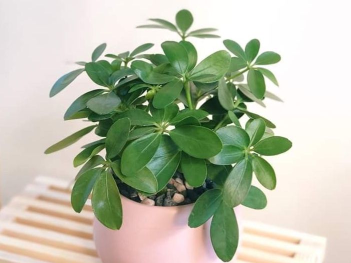 گل شفلرا ابلق مناسب زیباسازی آپارتمان و دفتر